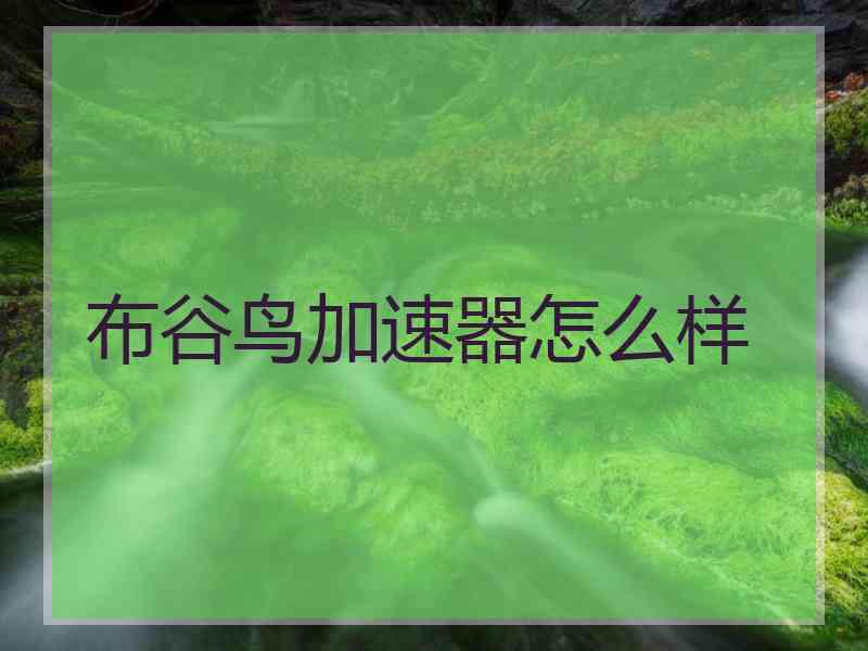 布谷鸟加速器怎么样